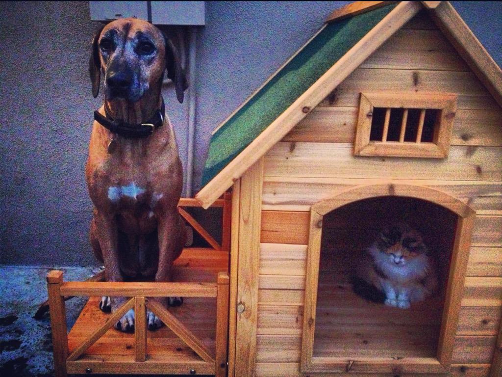 shel_be_happy's tweet photo. We also put my cat down today too.... My pets are all grandmas. 😔👵🐶🐱 #RIPScaredyCat #RIPTamu http://t.co/Fle3i2CBLP