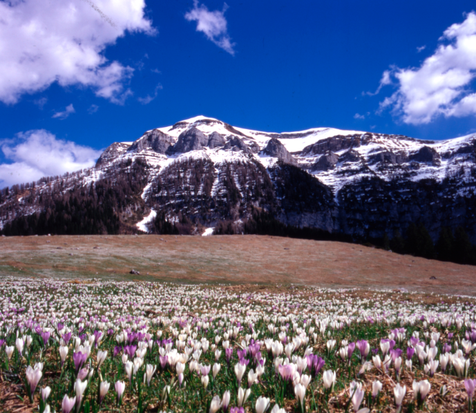 DolomitesUNESCO's tweet photo. Buona #Pasqua - Frohe #Ostern - Happy #Easter #Fondazione #Dolomiti #Dolomiten #Dolomites #Dolomitis #UNESCO http://t.co/bdsF0VgZa2