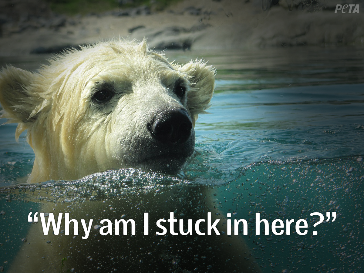 peta's tweet photo. He shouldn't have to live in a glass box for LIFE so humans can see a polar bear.

#BoycottTheZoo #BoycottMarineParks http://t.co/hiKgcBUc2I