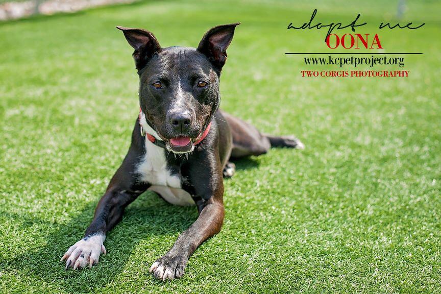 Boulevard_Beer's tweet photo. Hey, please vote for Tank 7 and help @KCPetProject win a $1000 donation from @DraftMag: http://t.co/NoZmB8X0rO http://t.co/vGo0WzNzra
