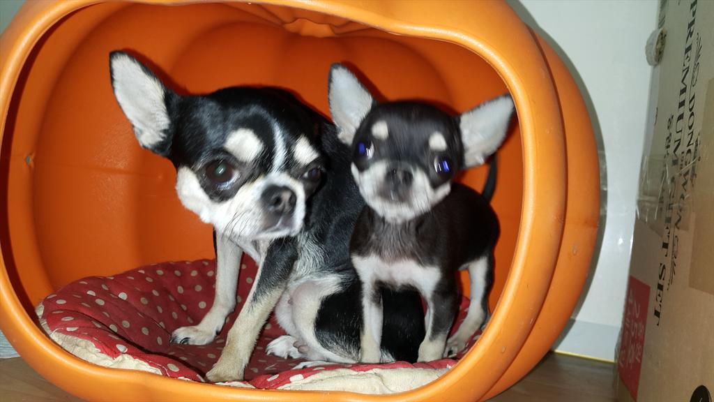 동자꽃 (@yoklove3367) on Twitter photo 