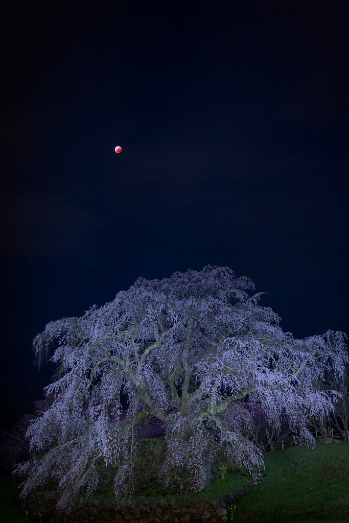 かげだん Auf Twitter 昨夜の又兵衛桜と皆既月食の高画質版です 赤銅色の月を背負い Http T Co Kmpnhzvzas 月食花見 Tenkijp 皆既月食 Lunareclipse Http T Co Gs4ugliqsq