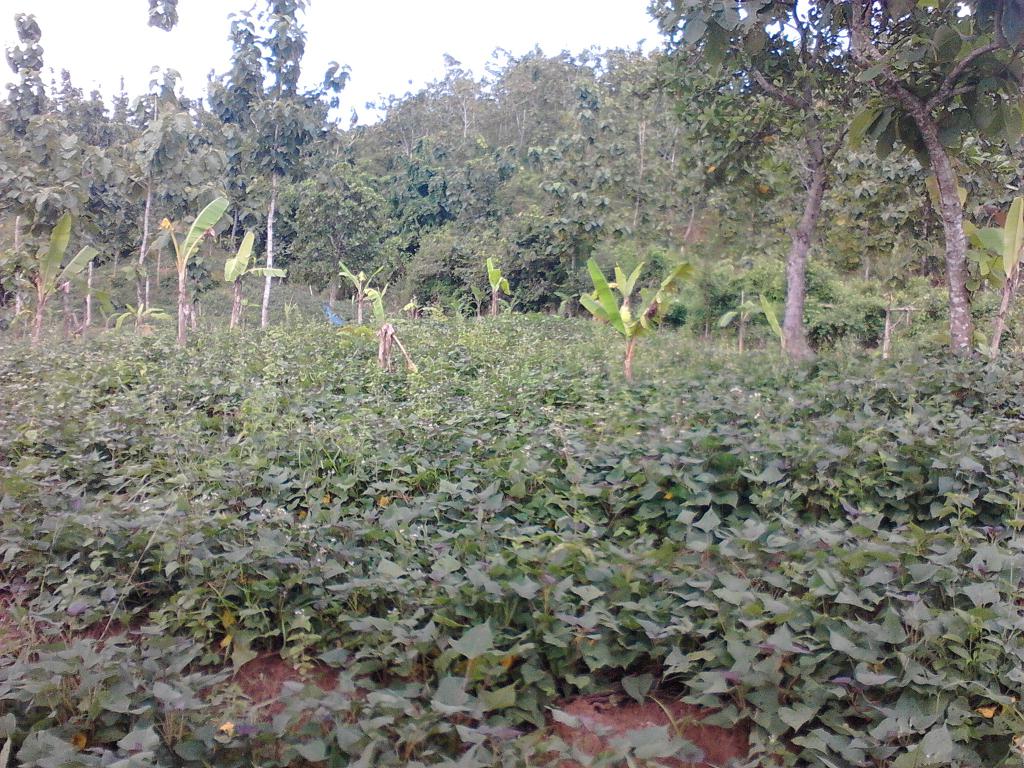 radarkendeng's tweet photo. Ketela rambat desa #kadiwono salah satu kekayaan #KendengHaritage yuk menanam http://t.co/a1i4hDO2tz