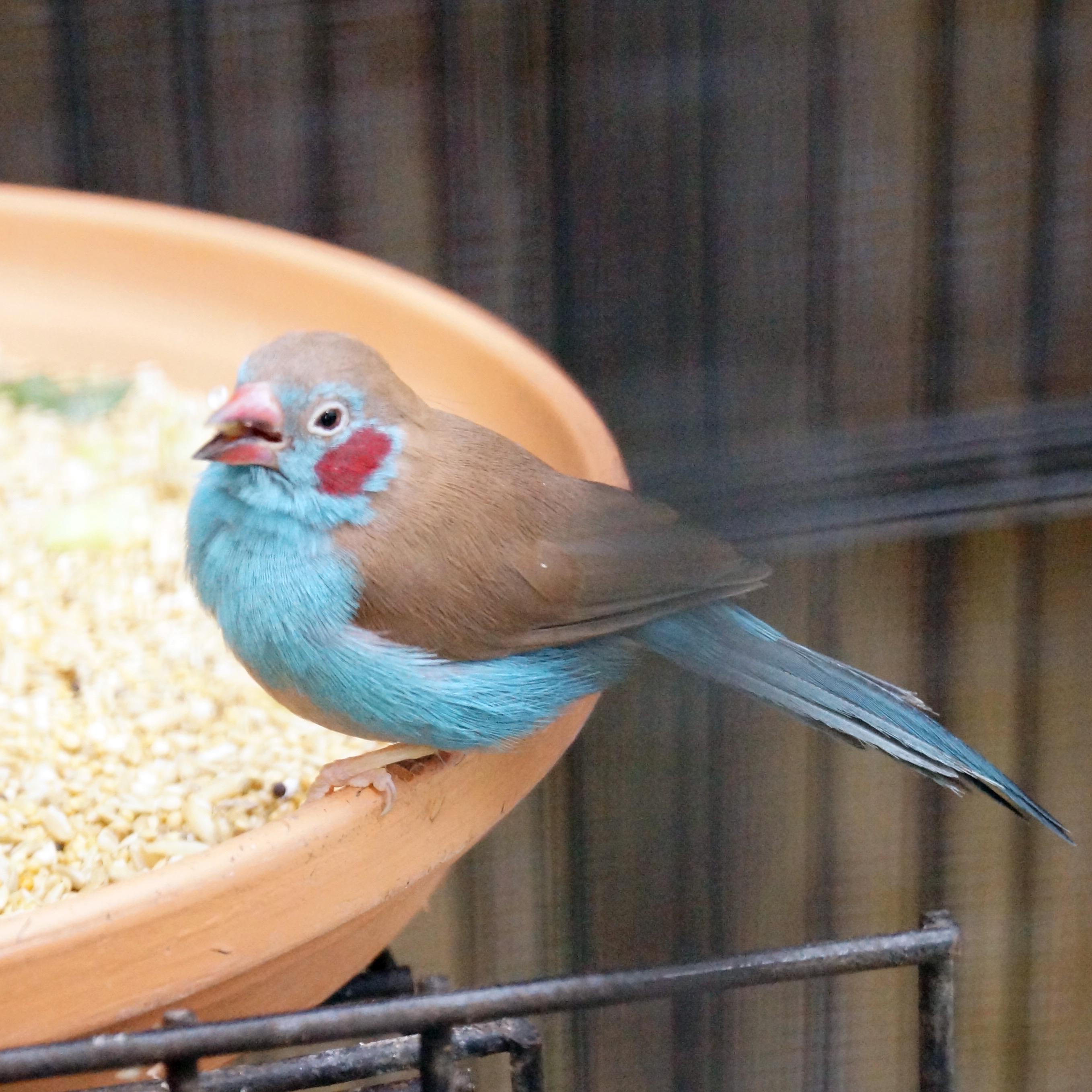 ぽっとり 平田順子 世界の美しい鳥 で知り うっとりしたセイキチョウ オーストラリアのbirdworld Kurandaで実物を見られました いつか野鳥でも出会ってみたいです セイキチョウ Redcheekedcordonbleu Http T Co 71ch9d7g5z Twitter