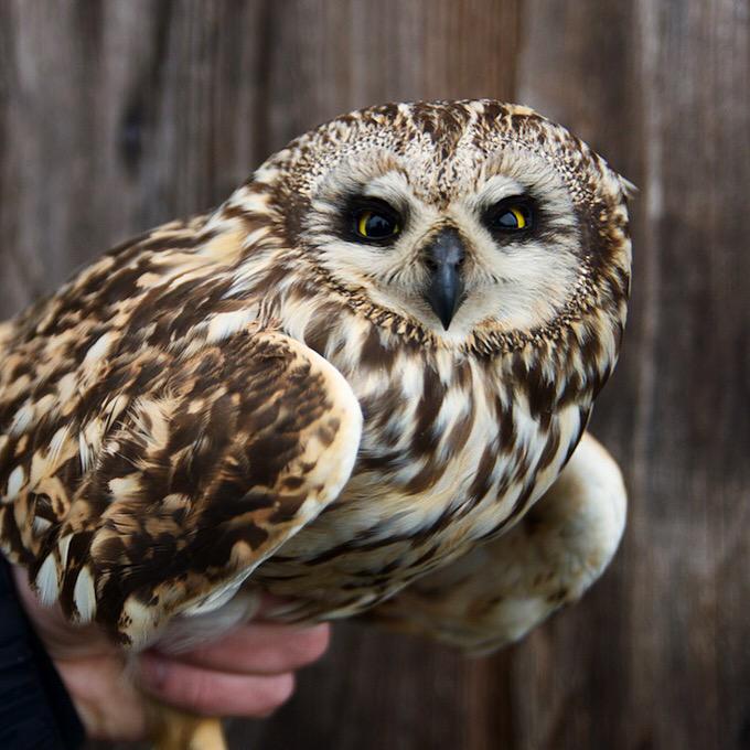 Nakts lietaina, bet pūces Jūrmalciemā ķeras. Meža pūce un purva pūce.