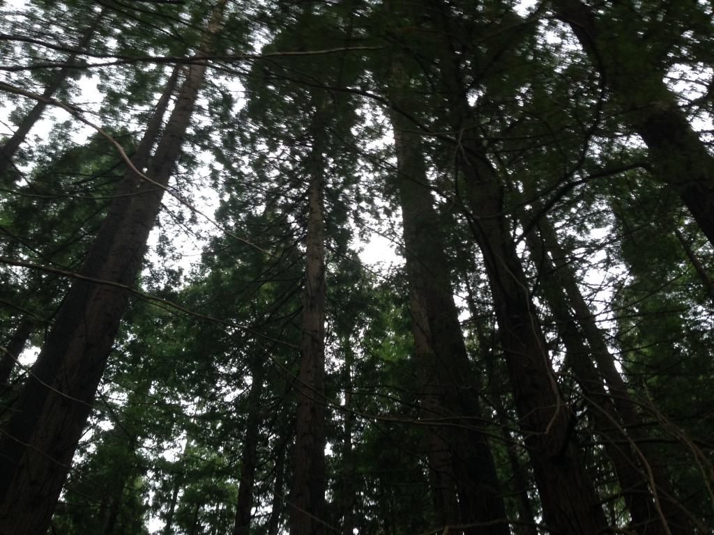 jesusgarciavald's tweet photo. Bosque de #Sequoyas del #MonteCabezon @aytocabezon @turismocabezon @cant_infinita http://t.co/UCQJ6X6cXn