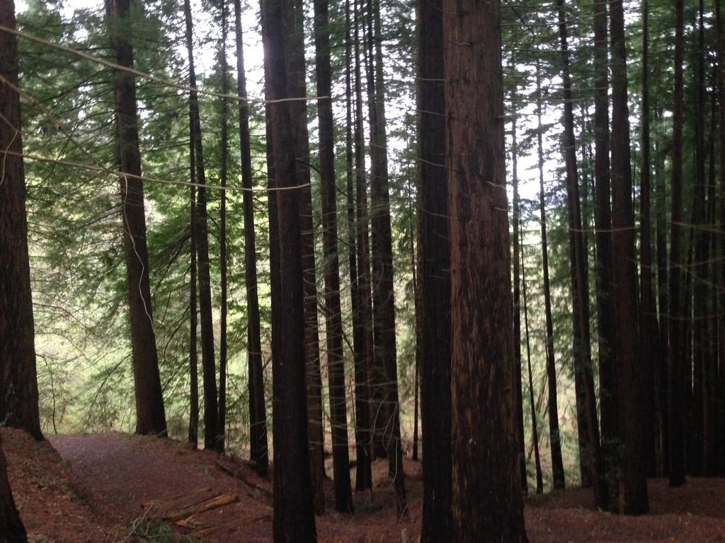 jesusgarciavald's tweet photo. Bosque de #Sequoyas del #MonteCabezon @aytocabezon @turismocabezon @cant_infinita http://t.co/UCQJ6X6cXn
