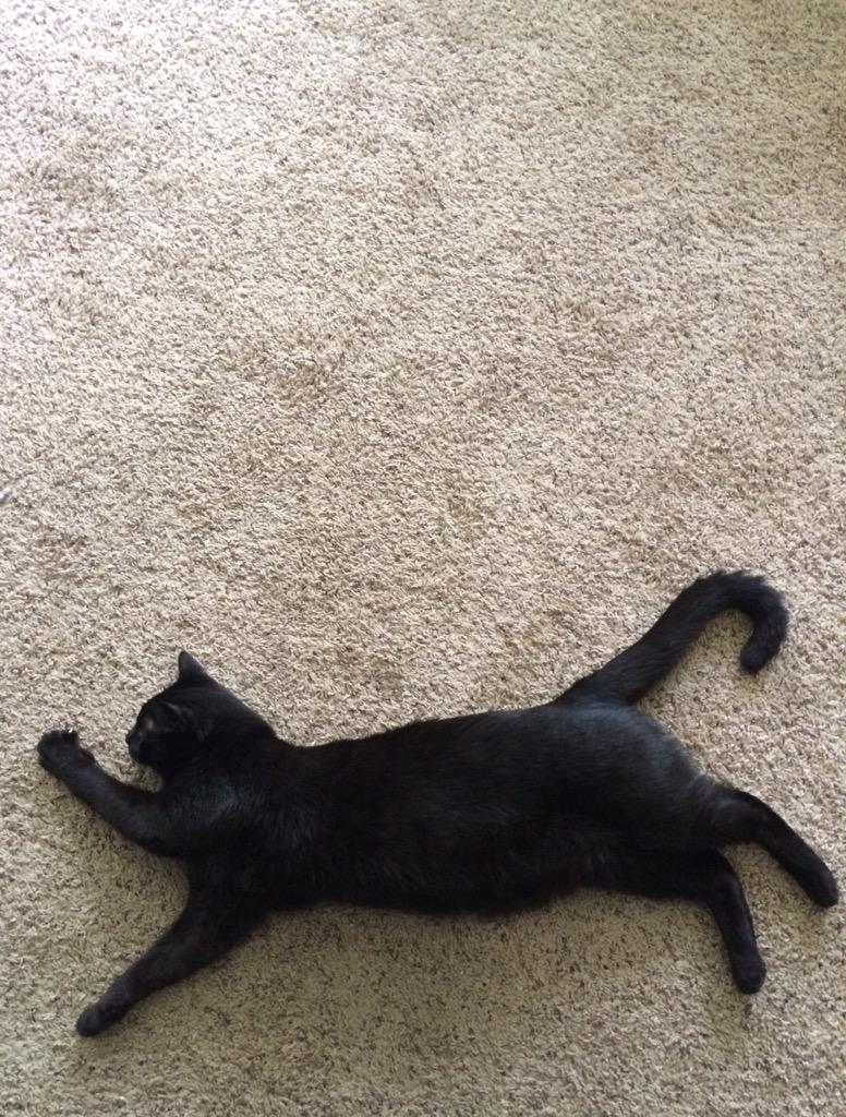 angelasim09's tweet photo. I think Piper is trying yoga. #workout http://t.co/nWy4vvqpRq