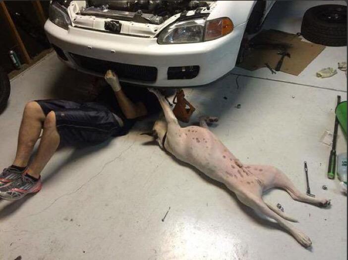 BestOfFMyLife's tweet photo. I Dunno Man,Your Radiator Is Looking Pretty Ruff!!
#DoggieRepairing 
FML 
😄😜 http://t.co/Ld5lbEo88G