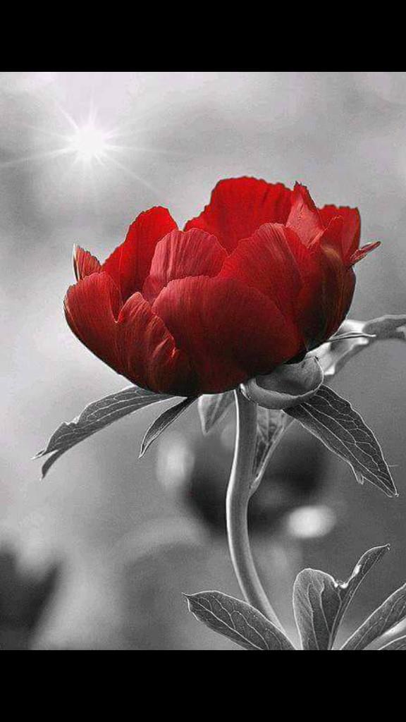 <a href="/ttww63/">بغدادية الهوى </a> شكراً غلاي