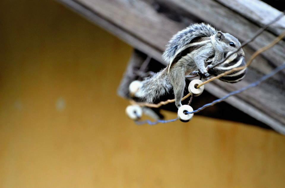 koolkambug's tweet photo. Protecting the young one on hearing the shutter sound of my camera. Rolls young one by mouth and scampers to safety. http://t.co/W0xiCiAm5D