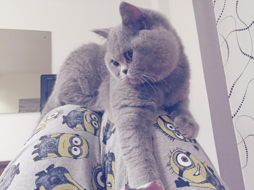 kiratheblue's tweet photo. #bluebritish #catsofinstagram #catelements #DegaMatese #bestmeow #cats_of_instagram #meowbox #minion http://t.co/aXxSoc6M18