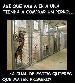 Animalesmsjs tweet picture