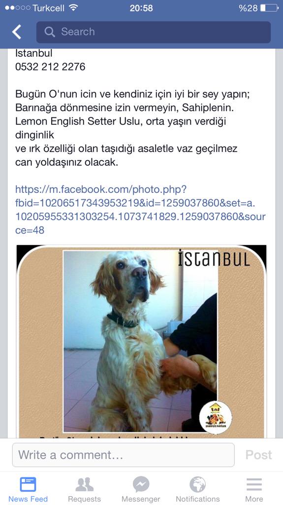 halidebasak's tweet photo. @esraca @hayvandostlar1 @HayvanSahiplen @Hayvist1 @lsdomicim @ebru_sanci @Huysuzihtiyarr @kayipkopek http://t.co/bbBlrIi246
