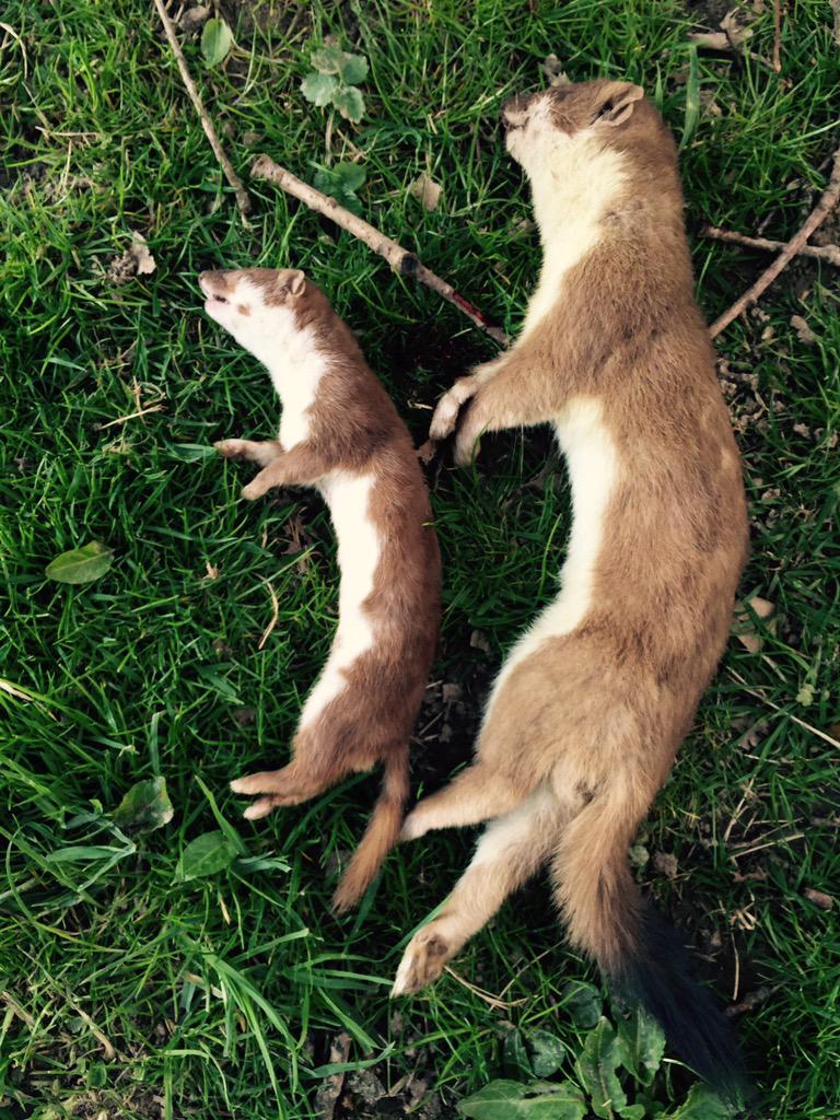 Gamekeeper10's tweet photo. @dylanlaing3 one weasel and one stoat today, sorry your back to school tomorrow! Your miss doing the #traprun http://t.co/nKg1Cr6IH6