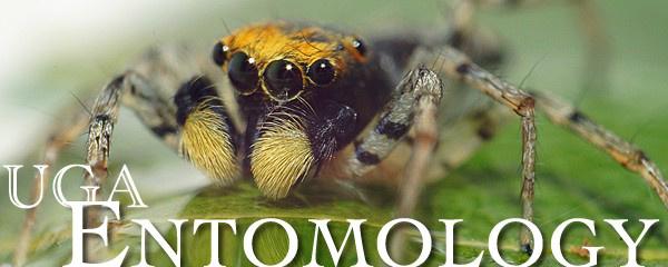 TouchSTEM's tweet image. REGISTRATION OPEN! 2015 Summer Bio-STEM Academy-University of Georgia! info at wizkidztech.org @UnivOfGeorgia