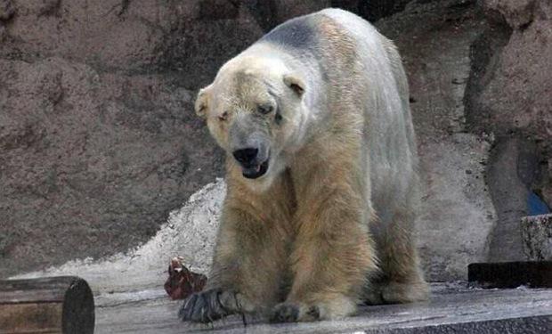PartidoPACMA's tweet photo. Este es Arturo, el oso polar encerrado en el zoo de Mendoza. Apoyamos 100% la campaña #Storm4Arturo para liberarle. http://t.co/AH7E3JP5Kh