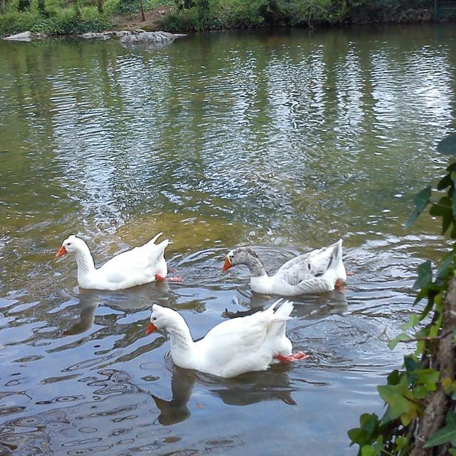 cat_testimo's tweet photo. Empordà #riuMuga #girona #descobreixcatalunya #catalunyatestimo de @anapolo58 http://t.co/6WXjWD4nXO http://t.co/3hUEGCXARG