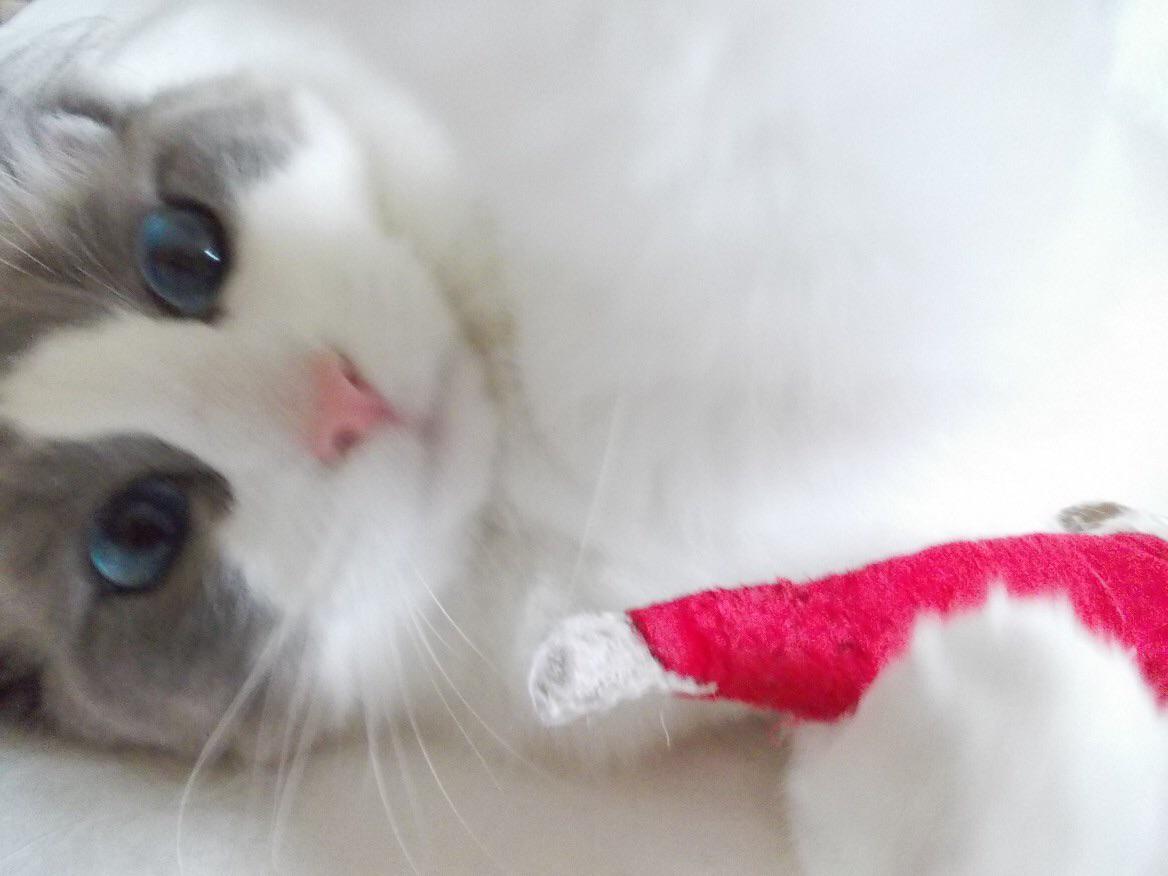 beetlejuice_jo's tweet image. #O2HappyCat