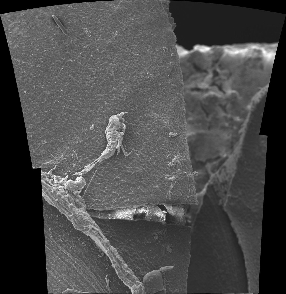Tipper1K's tweet image. This is Dave. I found Dave using #SEMAnalysis on a Fungia coral during data analysis of my dissertation. #Coral #Dave