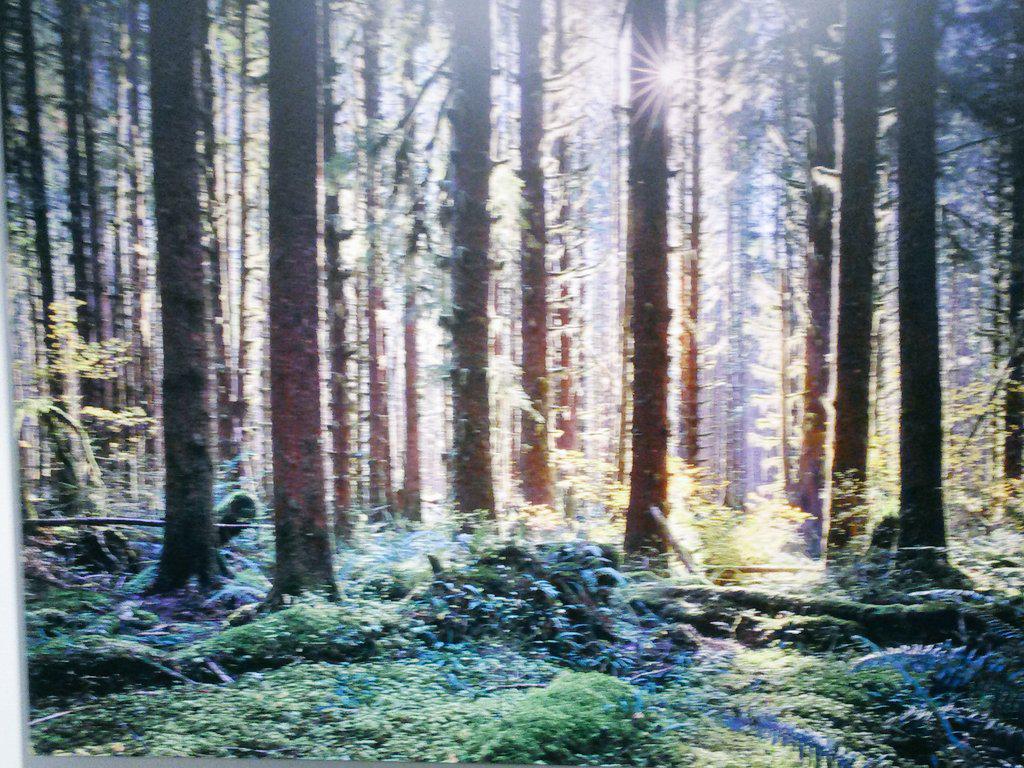 GerzanB's tweet image. 