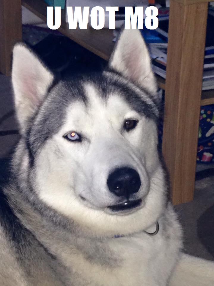DogTreatNews's tweet image. RT #GamerIcon: j.mp/1zAfMow I Love Dog Sitting Storm #viral #memes #dogs #HuskyNation #huskyhowl #pets…