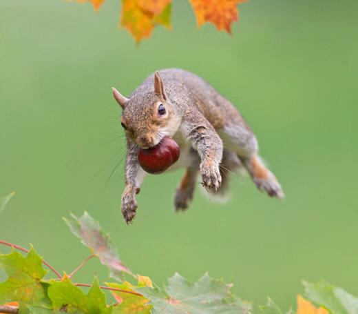 Squirrel Pics (@squirrel_pix) on Twitter photo 