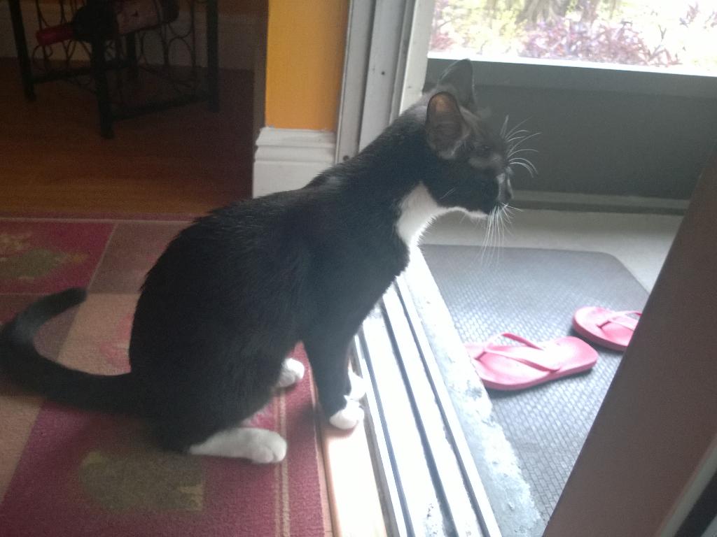 Dustin_Churaman's tweet photo. Pondering life. Little Zoey :D http://t.co/79Z2q3HMPq