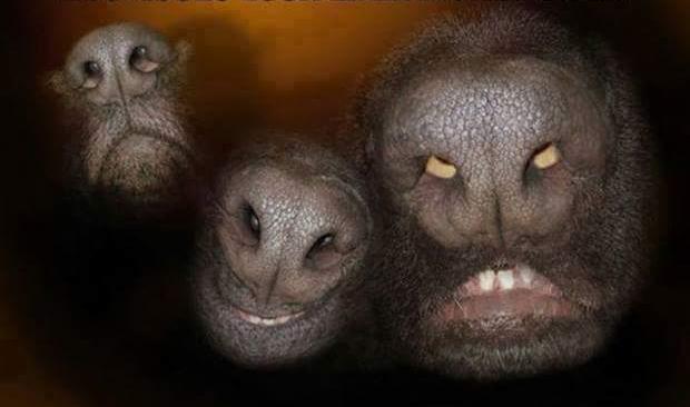 Dogs' faces look like owls