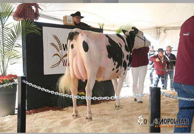 #westernwarmup High seller $16,000 VG Atwood - 78 live lots avg $5712  <a href="/BenbieHolsteins/">Ian Crosbie</a> <a href="/robellaholst/">Robella Holsteins</a> <a href="/Crasdale/">Brian Craswell</a>
