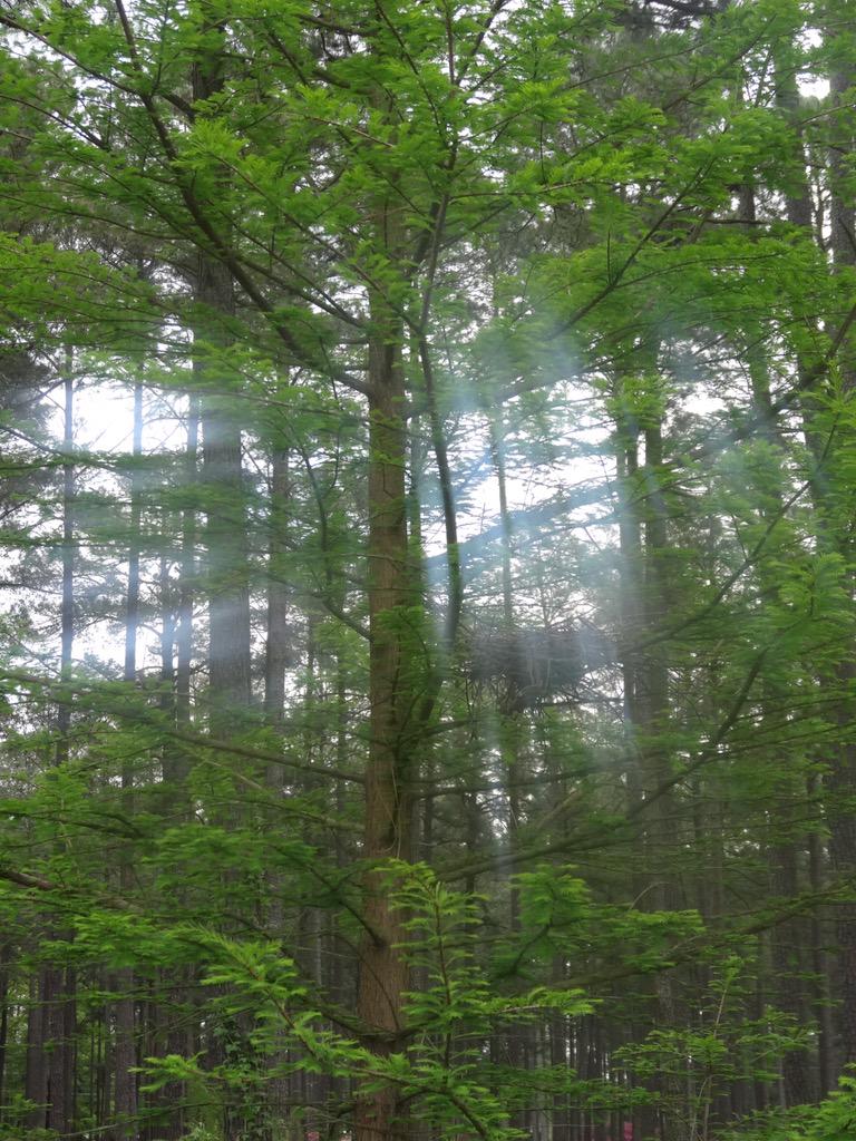 cdlamb's tweet image. #enchantingspring