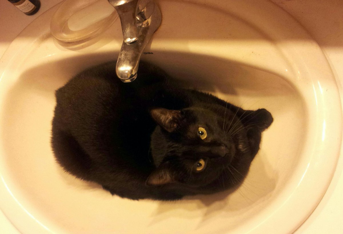 ArleneWokkins's tweet photo. "Rien à faire de ton hygiène bucco-dentaire" #blackcat #lavabo #nymeria #twitpicdechat #CatsOfTwitter #monbebechat <3 http://t.co/HKcfi85jSf