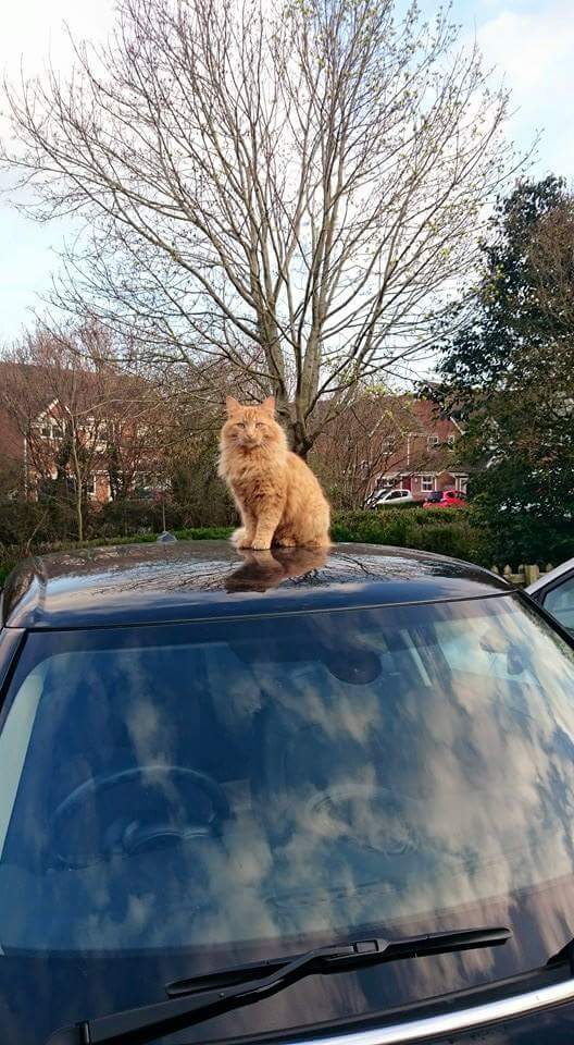 becky_lou30's tweet image. #O2HappyCat