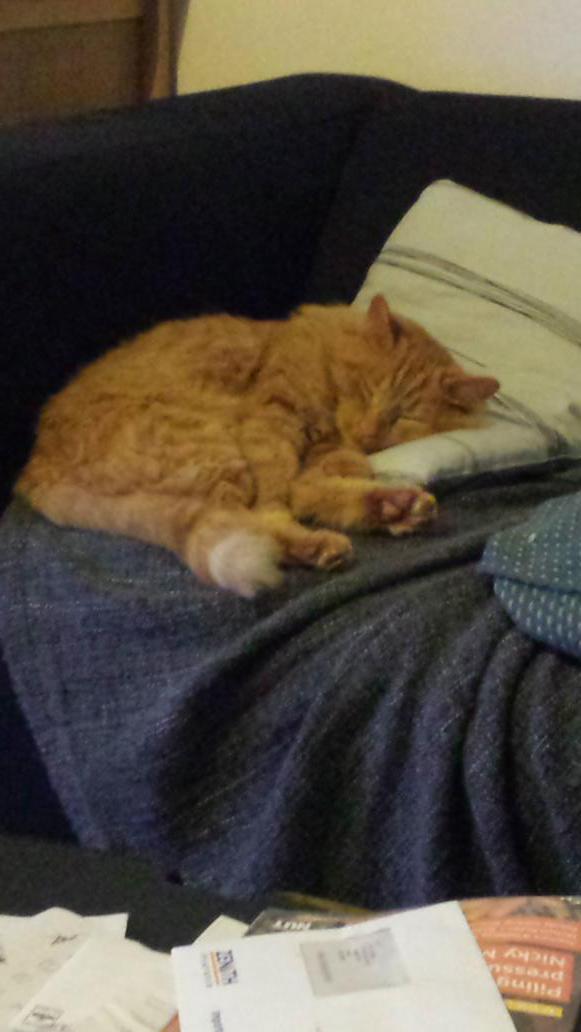 becky_lou30's tweet image. #O2HappyCat