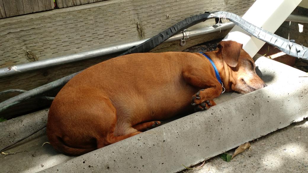 badgerhoundwine's tweet photo. Alfie is enjoying the warm California morning. Having a snooze in the drainpipe landing. #Dachshund http://t.co/Y7SxzFLsVs