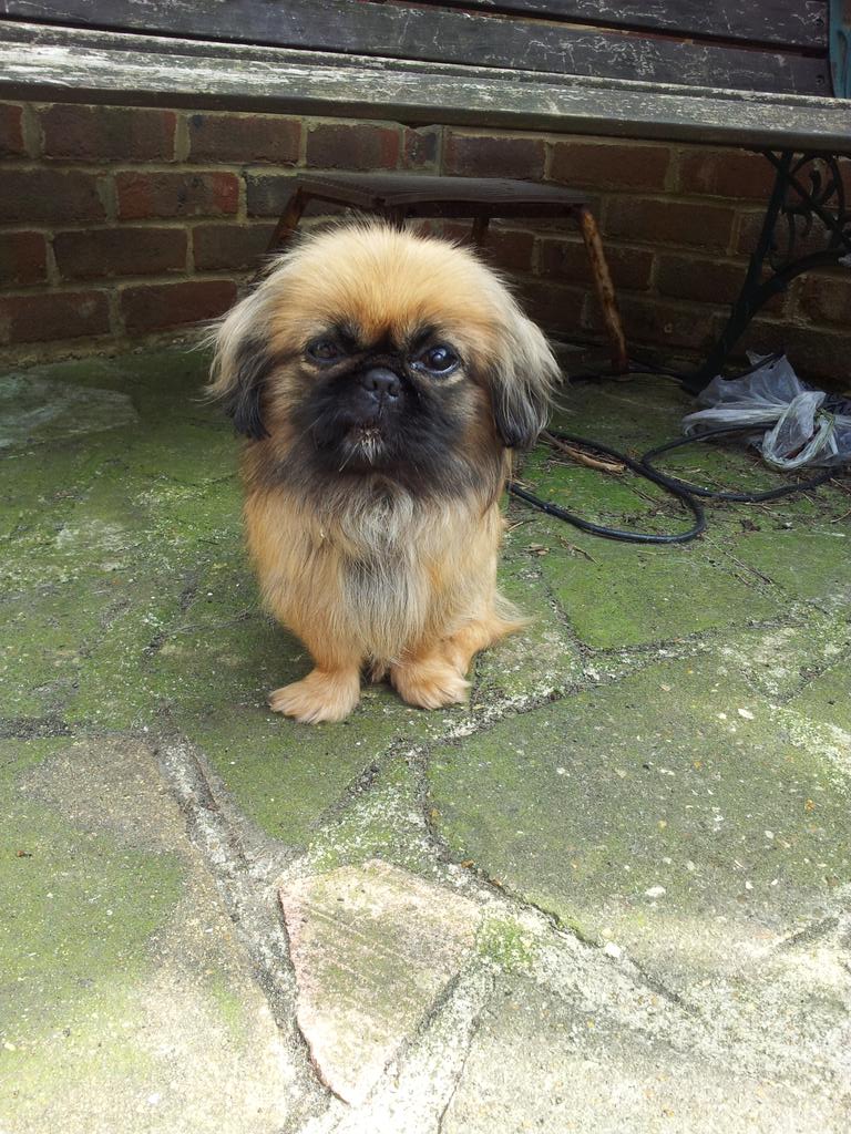 pixierock90's tweet photo. @MarkWright_ can I get a rt, trying to raise funds for our rescue dog.Thankyou! http://t.co/dk8pZiRPE5 p.s ur hot ;-) http://t.co/PLoCwXkxg8