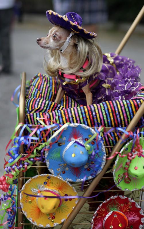 ShayneFoods's tweet photo. Fiesta is here! Will you be braving the rain to attend any events? http://t.co/P9M3PUrbV8