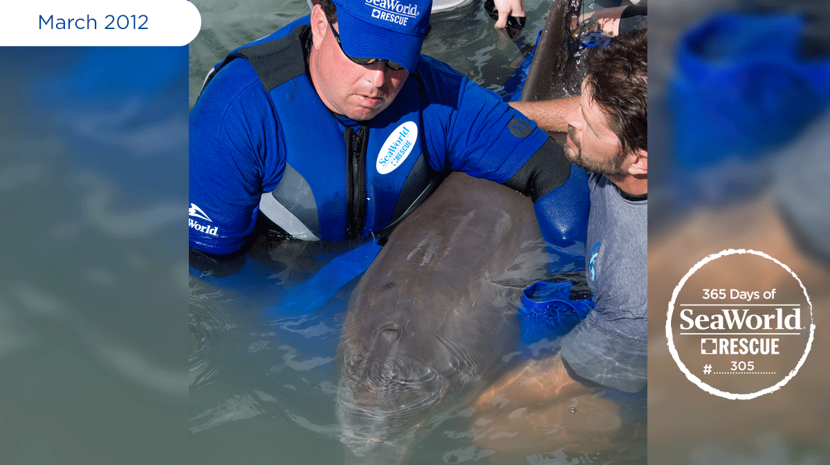 SeaWorld's tweet photo. The SeaWorld rescue team helps a dolphin that was entangled in fishing line. #365DaysOfRescue http://t.co/Gxe23gSJdO