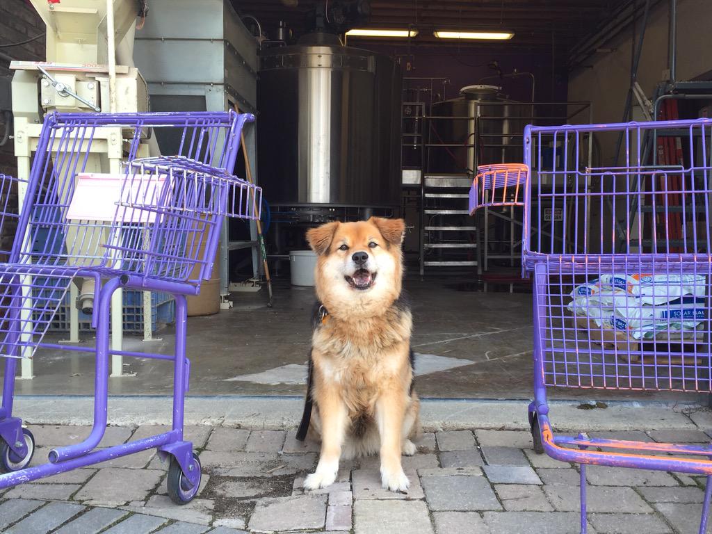 AmyBHaneline's tweet photo. Who's ready for some #SnicksPicks? Just visited the dog-friendly @Flat12Bierwerks. #dogsofflat12 http://t.co/xSbMJsOmxv