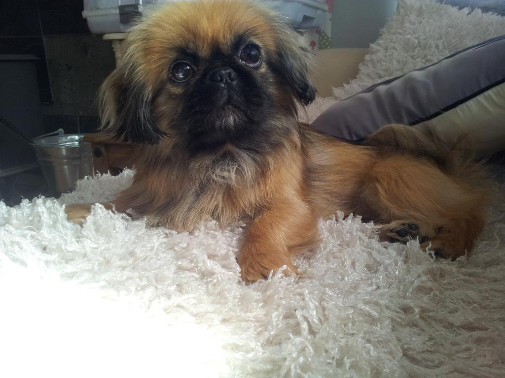 pixierock90's tweet photo. Come on guys rt and donate even £1. Its so greatly appreciated! Thankyou! http://t.co/dk8pZiRPE5 #tinksthepekingese http://t.co/kSnyjtMHe9