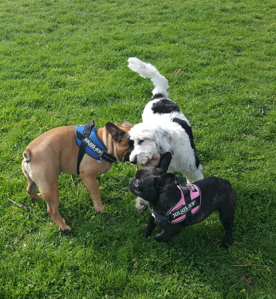 mpkbear's tweet image. #FrenchieFriday #frenchiesofinstagram #frenchbulldog