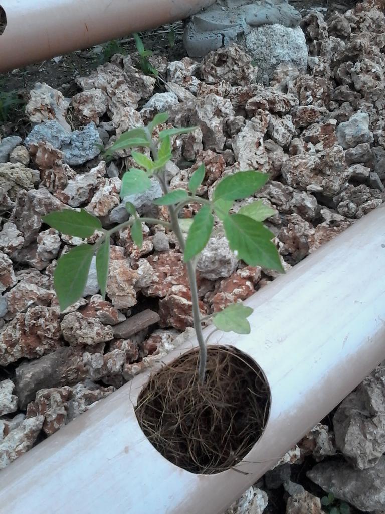 pwani_hydrotech's tweet photo. #WhereTechonologyMeetsNature @amiran_kenya @CalebKaruga @Baltonuganda @mkulimayoung @demeterfarms @mkulima_mobile http://t.co/xDci3RGkBg