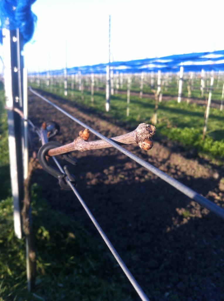 Plan uw #workshop #vergadering of #personeelsuitje in onze glazen zaal en bezoek onze wijngaard die weer uitloopt!