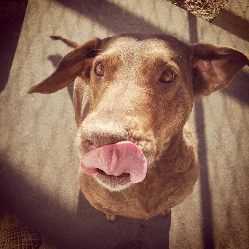 #airdrie #cutedogs #dogdaycare