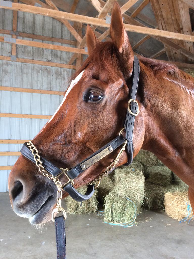 paintedmare's tweet image. The most handsome peanut.  #mainsequence #thechamp #newshoeday @GrahamMotion