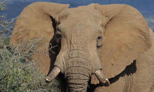 IEarthPictures's tweet photo. In just 5 years, we may have lost the opportunity to save the African Elephant. http://t.co/j8npmHokgs
