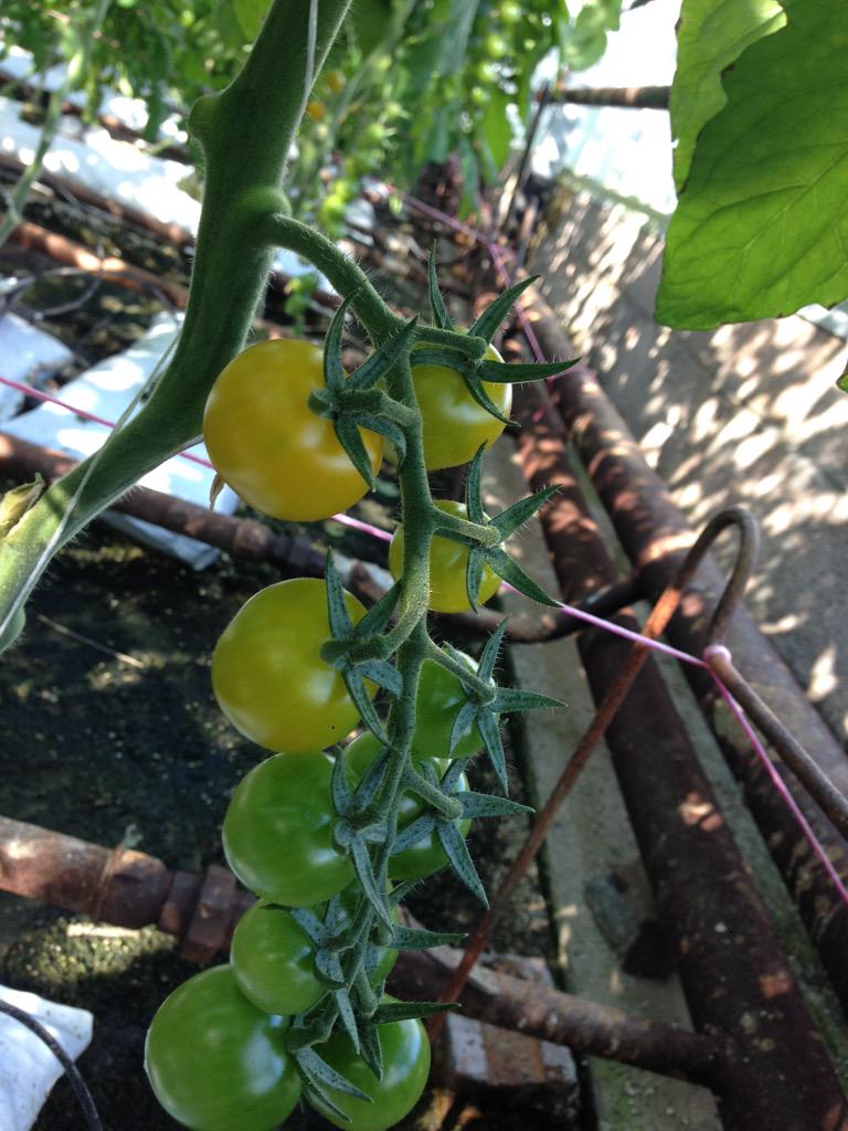 This was a year ago! Sad not to be producing tomatoes this year, make sure to follow <a href="/DavidCCraig/">David Craig</a> <a href="/StoryboardScott/">StoryBoardScott</a>