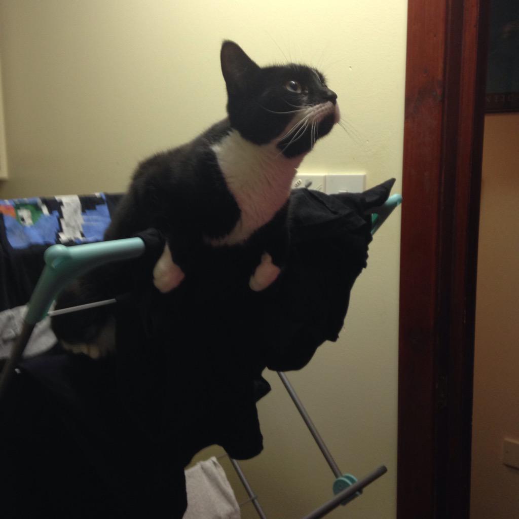 kittycat_kia's tweet photo. Evening, folks! Who thinks I can make it from the clothes horse to the top of the kitchen door??! πΈπΌ #determinedkitty http://t.co/fjU0JAO0D0