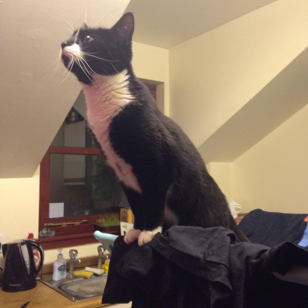 kittycat_kia's tweet photo. Evening, folks! Who thinks I can make it from the clothes horse to the top of the kitchen door??! πΈπΌ #determinedkitty http://t.co/fjU0JAO0D0