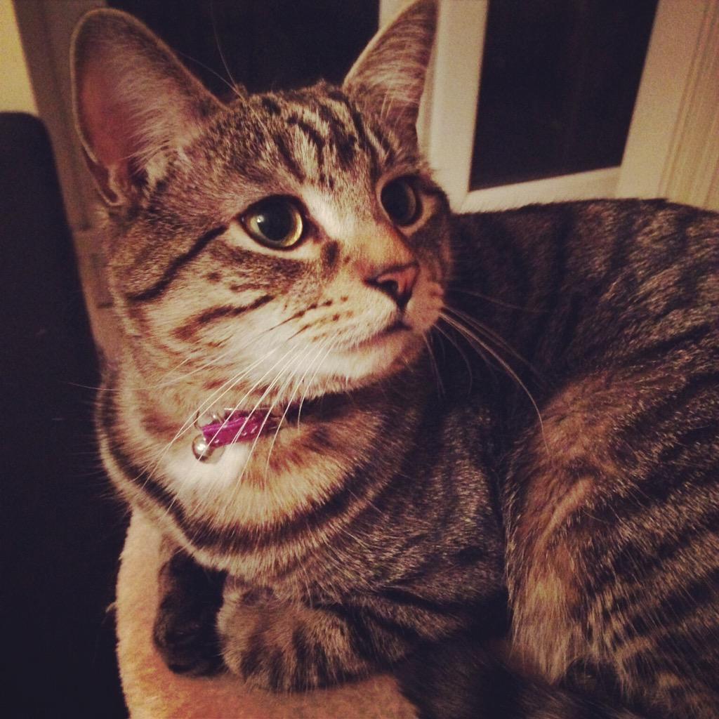 Claire_xx_'s tweet image. @O2 - #O2HappyCat Our Toby!!